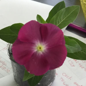 Meet your Posher, Sofia